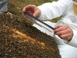 საყურადღებო ნიშნები ფუტკრის დაავადებების ამოსაცნობად